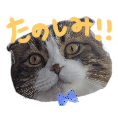 [LINEスタンプ] ナタデココのスタンプ