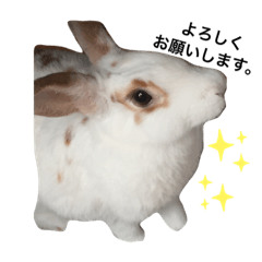 [LINEスタンプ] うさシロップ