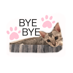 [LINEスタンプ] ベンガルキャットのロサ＆セラ♡