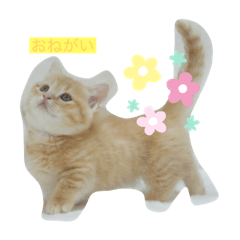 [LINEスタンプ] もありんの猫スタンプ