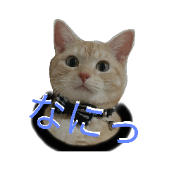 [LINEスタンプ] Rin,coco,momo2