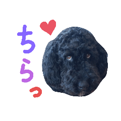 [LINEスタンプ] 黒ミディプーの豆太くん①