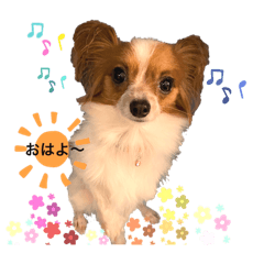 [LINEスタンプ] パピヨン ココアの日常言葉ᏊꈍꈊꈍᏊ