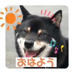 [LINEスタンプ] 柴犬のゴン君！
