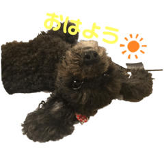 [LINEスタンプ] ちっちゃいトイプーの杏ちゃん♡