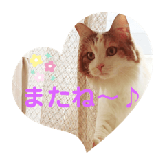 [LINEスタンプ] あいさつねこきち