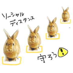 [LINEスタンプ] 大吉スタンプ(うさぎ)