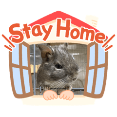 [LINEスタンプ] デグちゃんスタンプ