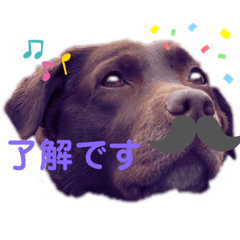 [LINEスタンプ] 大洋animal's