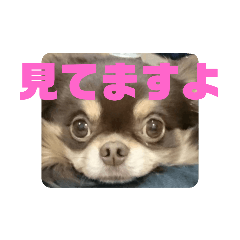 [LINEスタンプ] まいけるちょこたん4
