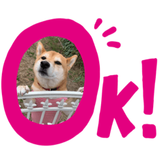 [LINEスタンプ] 表情豊かな柴犬の成長