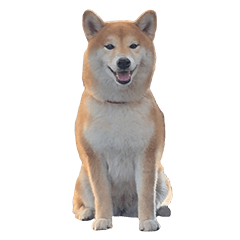 [LINEスタンプ] 柴犬圓圓の日常