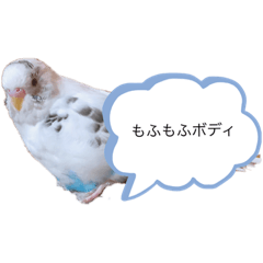 [LINEスタンプ] 鳥さんセキセイインコ