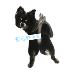 [LINEスタンプ] 世界一かわいいチワワ（自称）