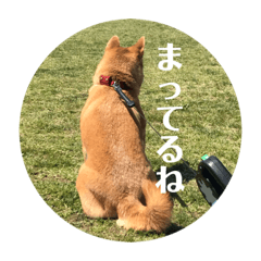 [LINEスタンプ] まぬけな柴犬のハル