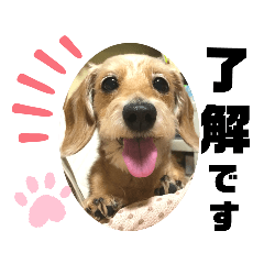 [LINEスタンプ] ダックス親子 ハニー＆ペコー＆ラテ