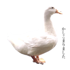 [LINEスタンプ] 愛想のいい動物たち