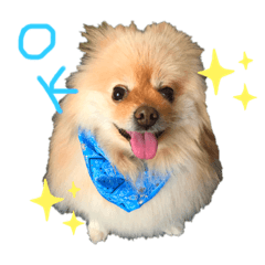 [LINEスタンプ] ちゃむ太郎スタンプ