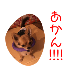 [LINEスタンプ] アイドル「トトくん」