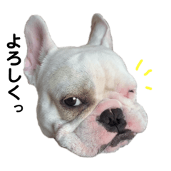 [LINEスタンプ] 我が家のこてっちゃん（こてつ）