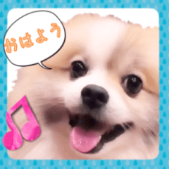 [LINEスタンプ] 毎日使える！かわいすぎるポメラニアン1