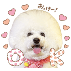 [LINEスタンプ] ビションフリーゼ大集合♡♡♡
