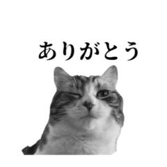 [LINEスタンプ] くうさんとカイくんの日常