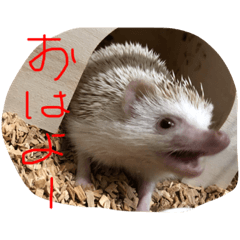 [LINEスタンプ] 日常会話で使えるハリーちゃん