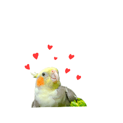 [LINEスタンプ] オカメインコのつばめちゃん