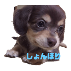 [LINEスタンプ] 我が家の犬たち アミ マロン パル