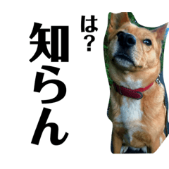 [LINEスタンプ] 犬界のアイドルももちゃん