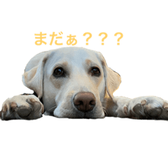 [LINEスタンプ] かわいこちゃん詰め合わせ！