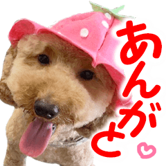 [LINEスタンプ] トイプードルのチロルの日常