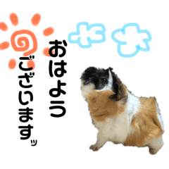 [LINEスタンプ] 前歯戦隊、かじるんジャー！