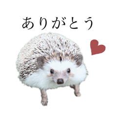 [LINEスタンプ] ハリネズミのまる◎