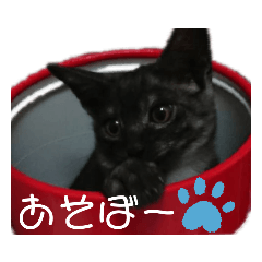 [LINEスタンプ] 可愛いニャンズ①