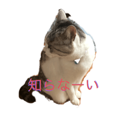 [LINEスタンプ] ゆる〜いネコスタ