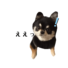[LINEスタンプ] チワワのまろ 2