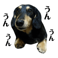 [LINEスタンプ] わんこのニコちゃん