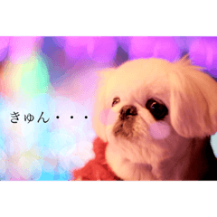 [LINEスタンプ] 白ペキニーズミルク