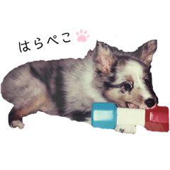[LINEスタンプ] シェルティーのテリーだよ。