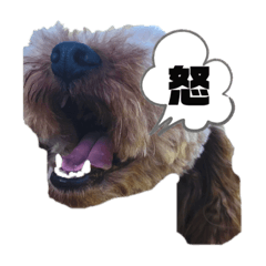 [LINEスタンプ] トイプーの日常(レオンver.①)