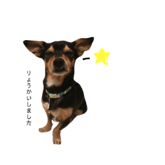 [LINEスタンプ] 荒井家の犬's（2）