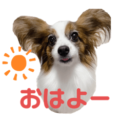 [LINEスタンプ] パピヨンのシェリちゃん 実写スタンプ