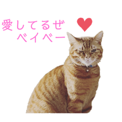 [LINEスタンプ] 猫＆犬…時々ボク