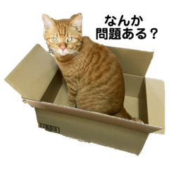 [LINEスタンプ] 猫、犬…時々ボク2