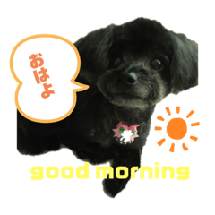 [LINEスタンプ] チワプーです。