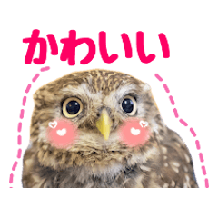 [LINEスタンプ] コキンメフクロウのハミィ