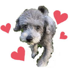 [LINEスタンプ] ガロちゃん❤︎