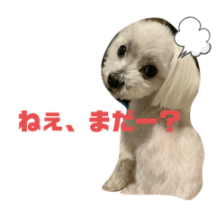 [LINEスタンプ] 宮澤家のペットたち